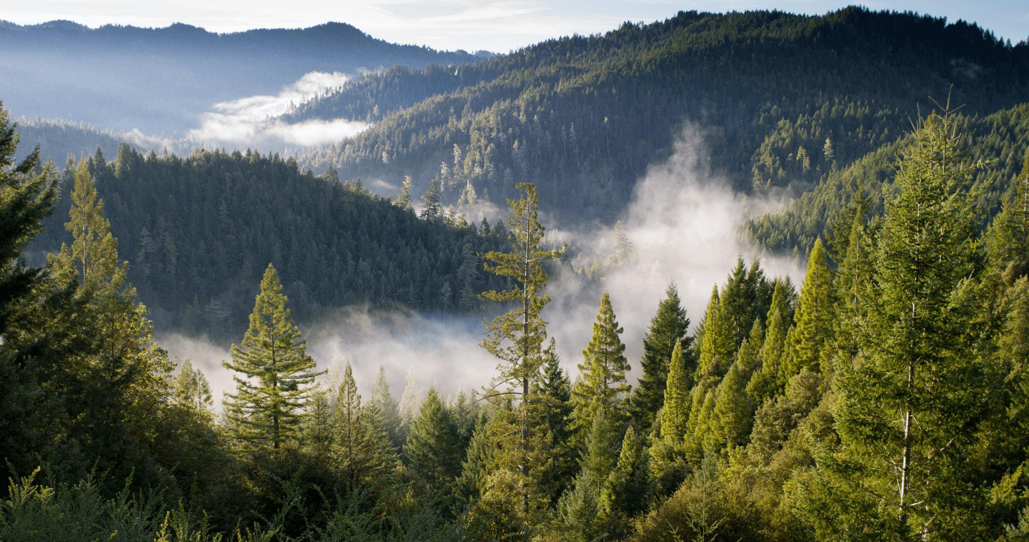 Planting a Tree with Every Print to Revive the World's Forests